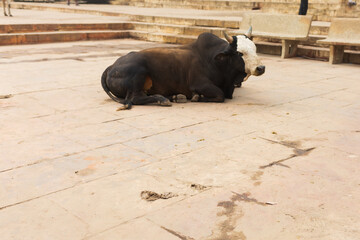 A cow rests on the stairs near the Ganges River in Varanasi, India
