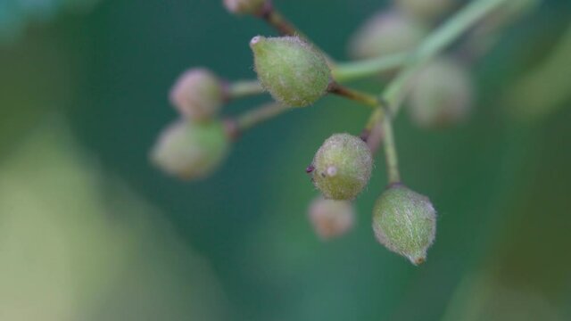 Small-Leaved Lime fruits with seeds (Tilia cordata) - (4K)