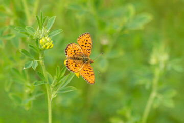 Butterfly on green background