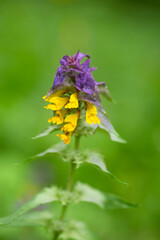 European wild plant species, cow- wheat (Melampyrum nemorosum), flowering on the meadow in Estonian nature
