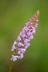 Light purple fragrant orchid (Gymnadenia conopsea) on a solid green background with space for text