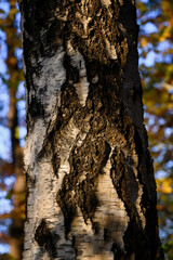 Birch bark in detail with forest in the background.
