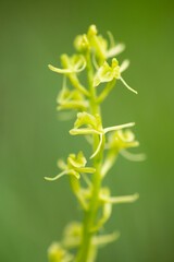 Delicate flowers of fen orchid (Liparis loeselii) on solid green background