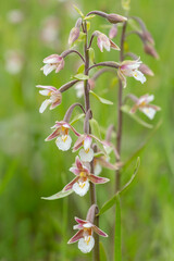 Wonderful orchid, marsh helleborine (Epipactis palustris), blooming during summer in Estonian nature