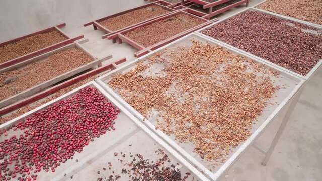 Top-view No People Footage Of Manually Sorted By Weight, Size And Quality Coffee Beans Lying On Special Drying Tables In Factory