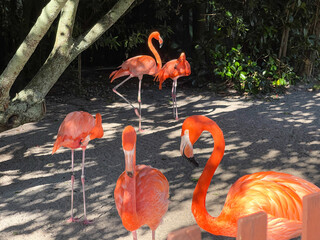 Pink and orange flamingos napping and walking around in a pen