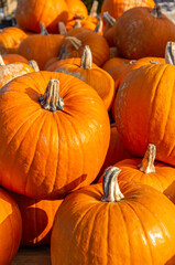 Pumpkins laid out for sale at a farmers market.