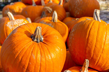Pumpkins laid out for sale at a farmers market.