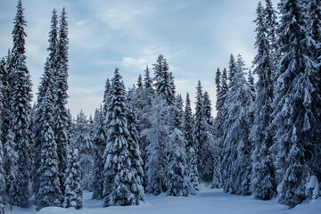 Beautiful snow- covered spruce trees at Finnish coniferous forest during winter moths, Finland, Northern Europe