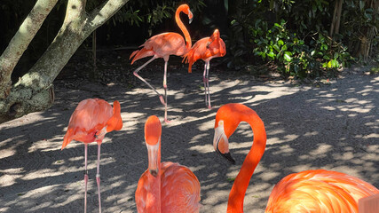 Pink and orange flamingos napping and walking around in a pen