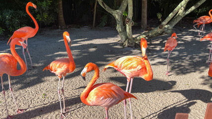 Pink and orange flamingos napping and walking around in a pen