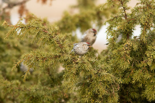 The Arctic redpoll (Acanthis hornemanni) perched on a branch of juniper (Juniperus communis) during spring migration in Estonian nature