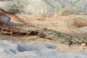 Schwarzfersenantilope und Nilkrokodil / Impala and Nile crocodile / Aepyceros melampus et Crocodylus Niloticus...