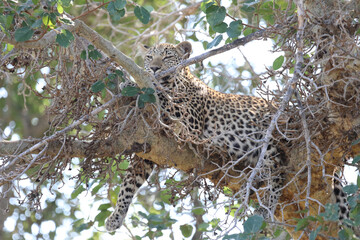 Leopard / Leopard / Panthera pardus.