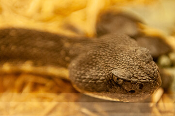 close up of rattlesnake