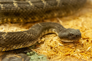 close up of rattlesnake