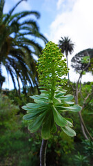 Obraz premium Verode, Aeonium Urbicum, plant blossoms in a tropical garden with blue sky and palm trees on a background 