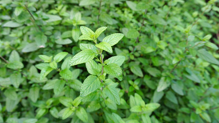 A lot of green mint plants. Mint plants in the garden. Organic, fresh.         