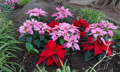 Pink and red poinsettia flowers, Euphorbia pulcherrima, Christmas plant                                
