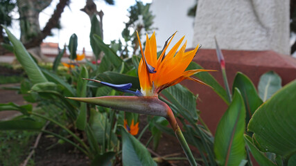 Strelitzia reginae or bird of paradise flower close-up on a garden background, Icod de Los Vinos, Tenerife, Canary Islands, Spain     