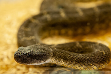 close up of rattlesnake