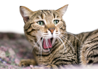 A brown tabby domestic shorthair cat yawning with its mouth wide open