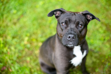 A cute black and white Pit Bull Terrier mixed breed puppy looking up at the camera