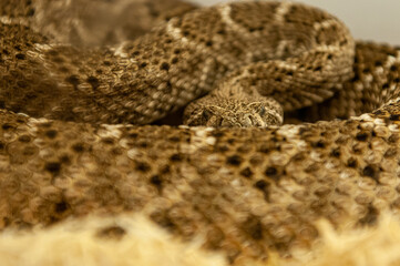 close up of rattlesnake