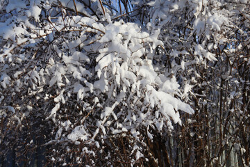 Christmas background. Trees with snow in a winter park.Frozen trees and branches . Beautiful white...