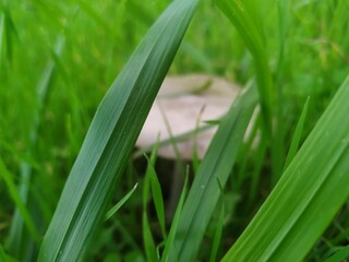 Obraz premium Mushroom in the forest 
