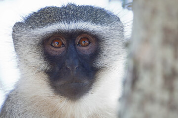 Grüne Meerkatze / Vervet monkey / Cercopithecus aethiops .
