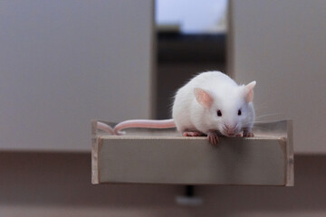 Mouse walking in research laboratory