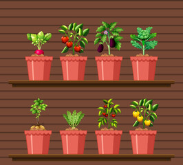 Set of different vegetables in different pot on wood wall shelf
