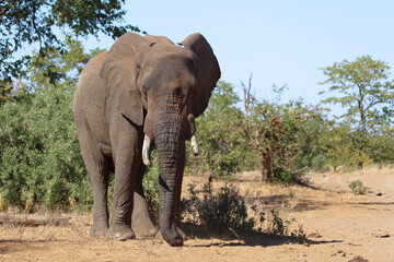 Fototapeta premium Afrikanischer Elefant / African elephant / Loxodonta africana