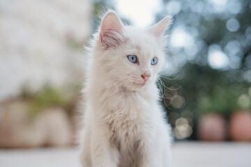 Naklejka na ściany i meble Little white kitten posing in garden