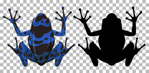 Blue poison dart frog with its silhouette on transparent background
