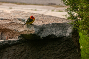 western Tanager bird