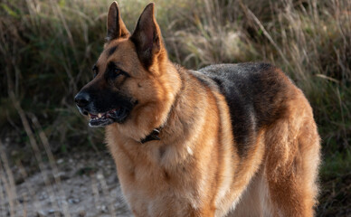 alsation, german shepherd bitch, lovely colours and coat, beautiful