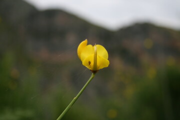 Ragno su fiore di Ginestra di Spagna