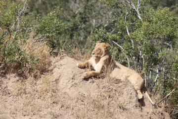 Afrikanischer Löwe / African lion / Panthera Leo.