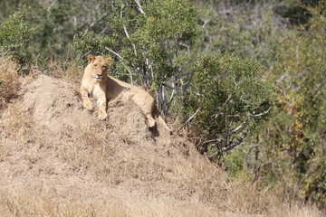 Afrikanischer Löwe / African lion / Panthera Leo.