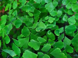 green leaves background