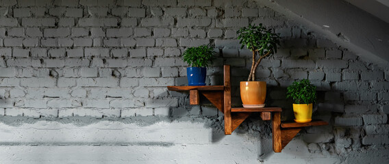 On a gray brick wall, a wooden shelf with flowerpots. Green Plants Crassula ovoid, ficus benjamin...