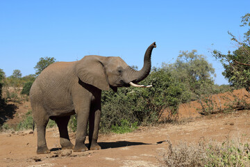 Fototapeta premium Afrikanischer Elefant / African elephant / Loxodonta africana