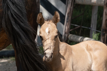 Head of a newborn yellow foal, his mother's tail flips over his head