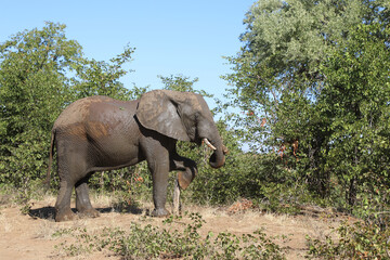 Fototapeta premium Afrikanischer Elefant / African elephant / Loxodonta africana