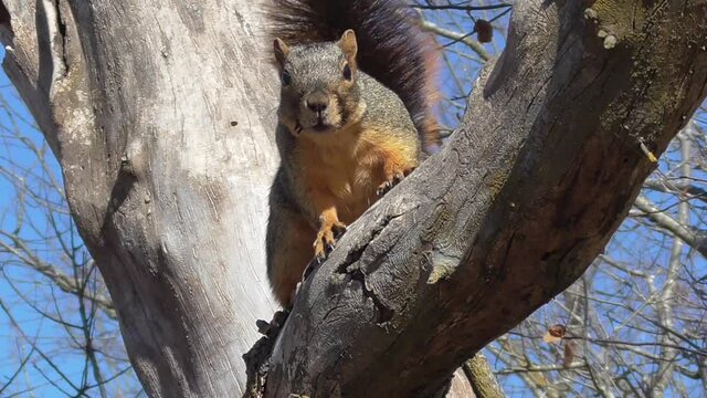 Fox squirrel in a tree barking at camera close up with sound