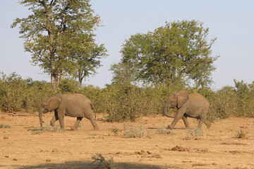 Fototapeta premium Afrikanischer Elefant / African elephant / Loxodonta africana.
