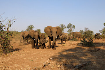 Afrikanischer Elefant und Kaffernbüffel / African elephant and Buffalo / Loxodonta africana et...