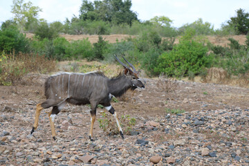 Nyala / Nyala / Tragelaphus angasii.